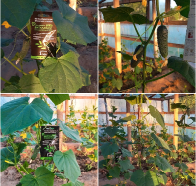 Можно ли обрабатывать Виталайзером ВЭР - 700 огурцы?