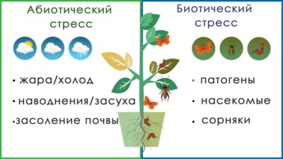 Для чего нужен Виталайзер ВЭР - 700?