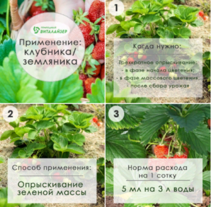 Инструкция по применению Виталайзер ВЭР - 700 при выращивании клубники/земляники.